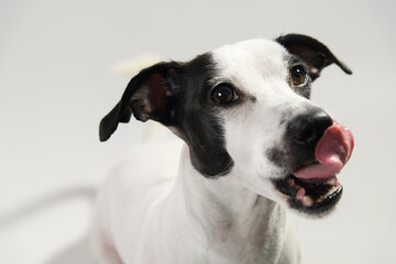 A closeup photo of a black and white male Jack Russell Terrier on a white background, shot from above, focusing on its expressive face