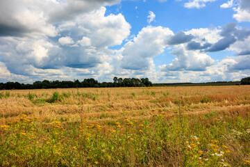 Field in the countryside against the sky with floating clouds