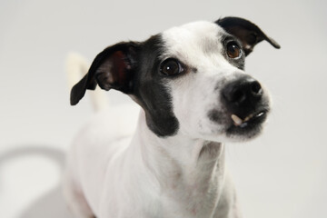 A closeup photo of a black and white male Jack Russell Terrier on a white background, shot from above, focusing on its expressive face