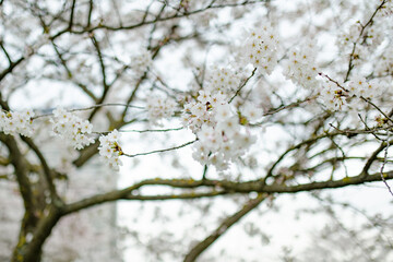 Beautiful cherry tree blossoming on spring. Beauty in nature. Tender cherry branches on spring day outdoors.
