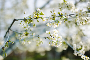 Beautiful cherry tree blossoming on spring. Beauty in nature. Tender cherry branches on spring day outdoors.
