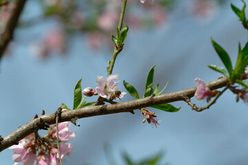 Peach flower and bee