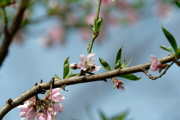 Peach flower and bee