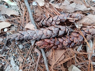 close up of a pine cone