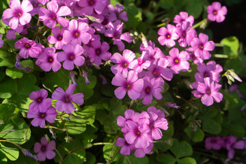 秋の日差しを受けるイモカタバミの花