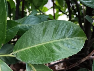 Green leaves 