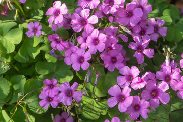 秋のイモカタバミの花