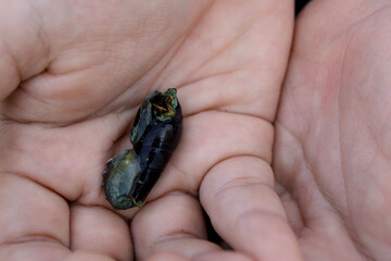 Obraz premium Close-up of hermit crab in hands.
