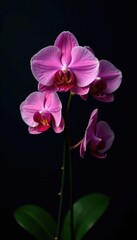 Obraz premium Phalaenopsis orchid foliage on dark background, orchid, dark background