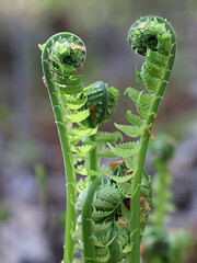 Matteuccia struthiopteris, known as ostrich fern, fiddlehead fern, or shuttlecock fern, wild plant from Finland