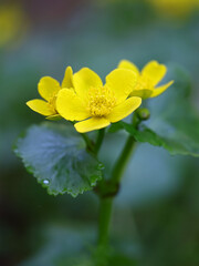 Caltha palustris, commonly known as marsh-marigold or kingcup, wild plant from Finland