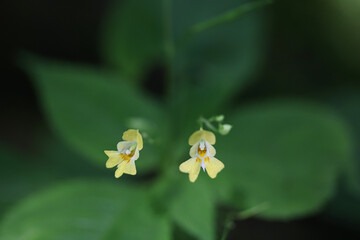 Small balsam, Impatiens parviflora, also known as Smallflower touchmenot, wild flowering plant from Finland