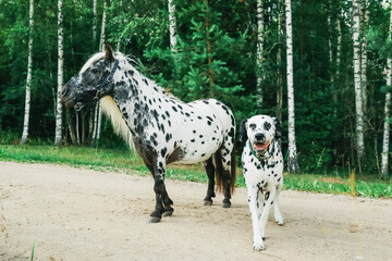 Dalmatian dog and Dalmatian pony