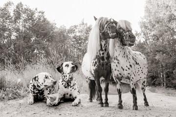 Dalmatian dogs and Dalmatian ponies