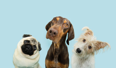  Banner pets. Three attentive dogs vizsla mixed-breed, fox and pug tilting head side. Isolated on blue pastel background