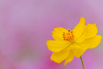 黄花コスモスのクローズアップ