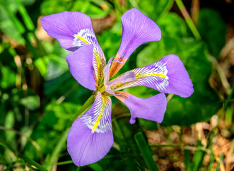 Iris unguicularis, Kretische Schwertlilie  25008.jpg