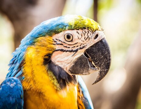 A close up shot of a beautiful parrot