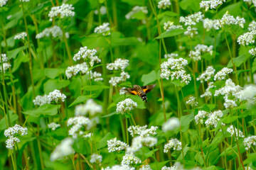 そばの花と飛翔するホシホウジャク