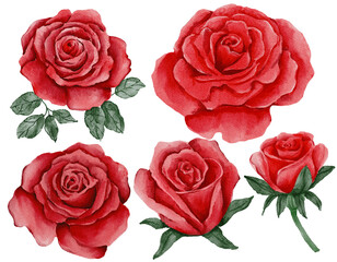 Buds of red roses watercolor illustration