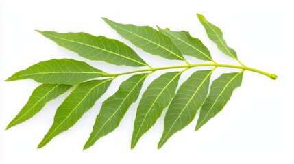 Obraz premium Fresh Green Leaf Arrangement on White Background for Nature Lovers