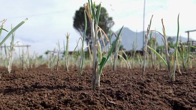 leek plants growing in the field