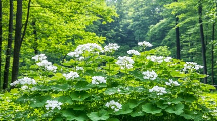 White Flowers Blooming in Lush Green Forest