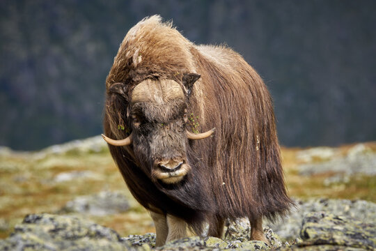 Musk ox close up