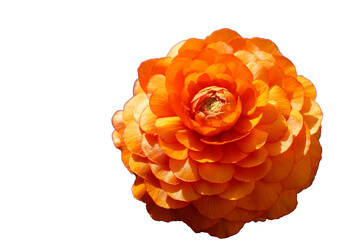 Orange ranunculus flower isolated on white background with clipping path