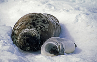 Phoque à capuchon, femelle et jeune, Cystophora cristata, Banquise, Quebec, Canada