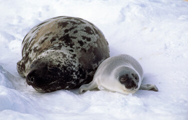 Phoque à capuchon, femelle et jeune, Cystophora cristata, Banquise, Quebec, Canada © JAG IMAGES