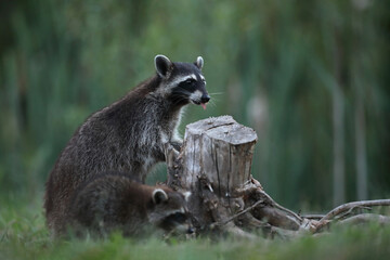 Szop pracz, szop amerykański, (Procyon lotor), raccoon © Bartosz Rakoczy