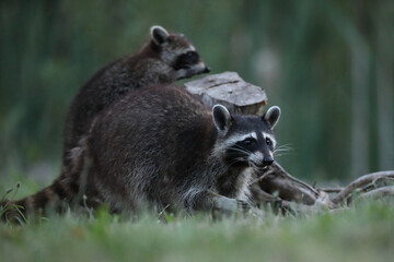 Szop pracz, szop amerykański, (Procyon lotor), raccoon © Bartosz Rakoczy