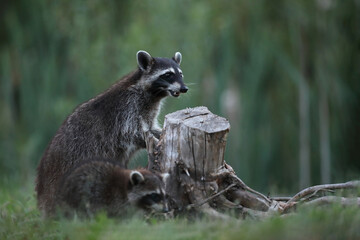 Szop pracz, szop amerykański, (Procyon lotor), raccoon © Bartosz Rakoczy