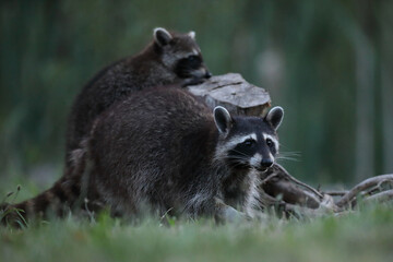 Szop pracz, szop amerykański, (Procyon lotor), raccoon © Bartosz Rakoczy