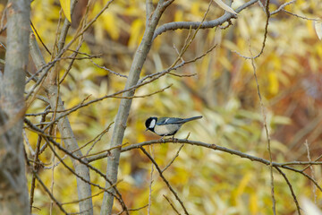秋の枝に止まるシジュウカラ