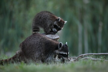 Szop pracz, szop amerykański, (Procyon lotor), raccoon © Bartosz Rakoczy