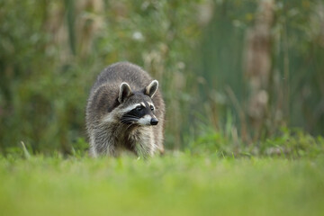 Szop pracz, szop amerykański, (Procyon lotor), raccoon © Bartosz Rakoczy