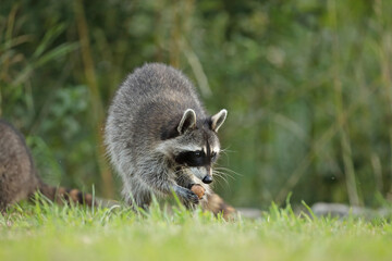 Szop pracz, szop amerykański, (Procyon lotor), raccoon © Bartosz Rakoczy