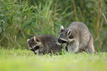 Szop pracz, szop amerykański, (Procyon lotor), raccoon © Bartosz Rakoczy