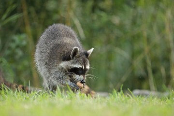 Szop pracz, szop amerykański, (Procyon lotor), raccoon © Bartosz Rakoczy