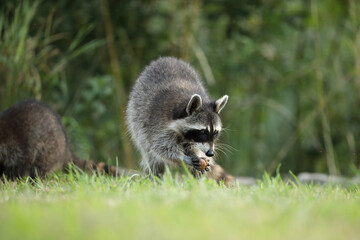 Szop pracz, szop amerykański, (Procyon lotor), raccoon © Bartosz Rakoczy