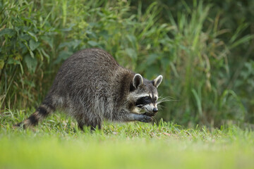Szop pracz, szop amerykański, (Procyon lotor), raccoon © Bartosz Rakoczy