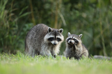 Szop pracz, szop amerykański, (Procyon lotor), raccoon © Bartosz Rakoczy