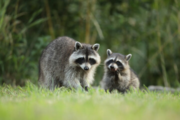 Szop pracz, szop amerykański, (Procyon lotor), raccoon © Bartosz Rakoczy