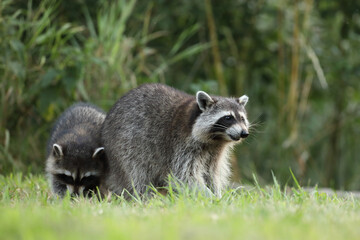 Szop pracz, szop amerykański, (Procyon lotor), raccoon © Bartosz Rakoczy