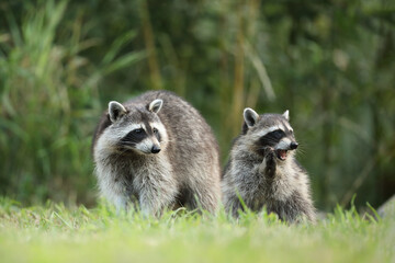 Szop pracz, szop amerykański, (Procyon lotor), raccoon © Bartosz Rakoczy