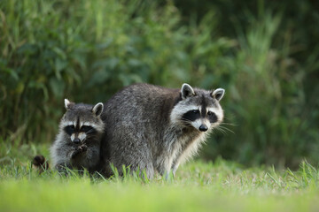 Szop pracz, szop amerykański, (Procyon lotor), raccoon © Bartosz Rakoczy