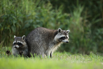 Szop pracz, szop amerykański, (Procyon lotor), raccoon © Bartosz Rakoczy