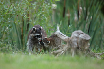 Szop pracz, szop amerykański, (Procyon lotor), raccoon © Bartosz Rakoczy